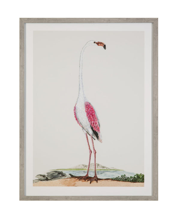 Vintage - Flamingo I Framed Print - Pink