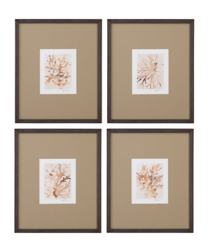 Parchment Coral I Framed Print - Brown