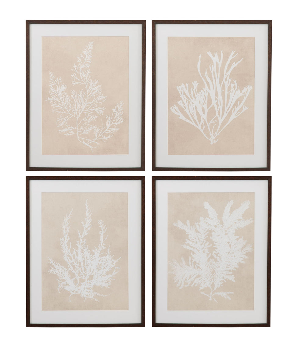 Cystoseira Faeniculacea Framed Print - Beige