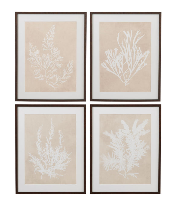 Cystoseira Faeniculacea Framed Print - Beige