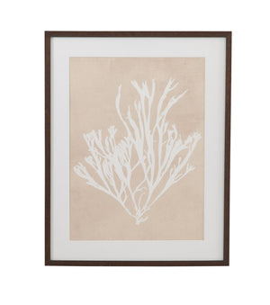 Gracilaria Multipartita Framed Print - Beige