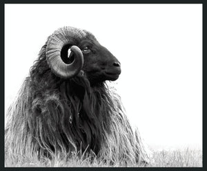 Horn - 48" x 72" Photography - Black / White
