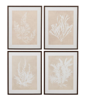 Ptilota Plumosa Framed Print - Beige