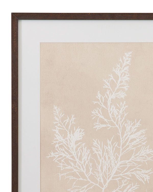 Cystoseira Faeniculacea Framed Print - Beige